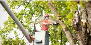 tree removal cost
